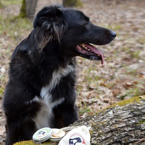 Baume Cicatrisant Chien Et Cheval Soin Naturel By Natur O Poil