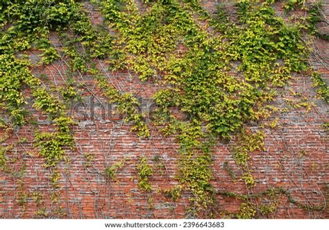 1019 Old Red Brick Wall Covered With Green Vines 图片、库存照片、3d 物体和矢量图