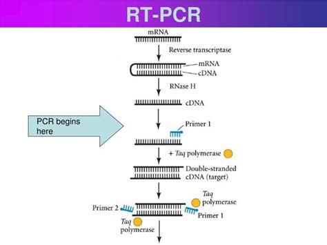 PPT DNA Technology And Genomics PowerPoint Presentation Free