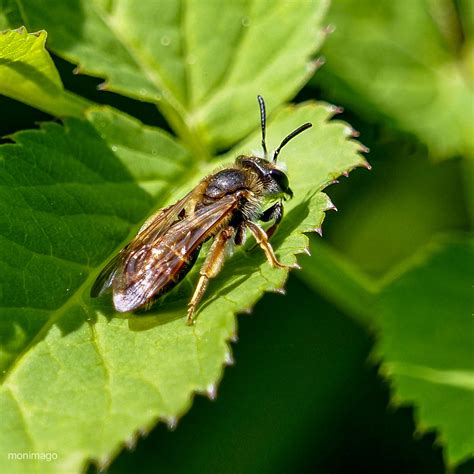 Goldbeinige Sandbiene Andrena Chrysosceles 2 Goldbeini Flickr