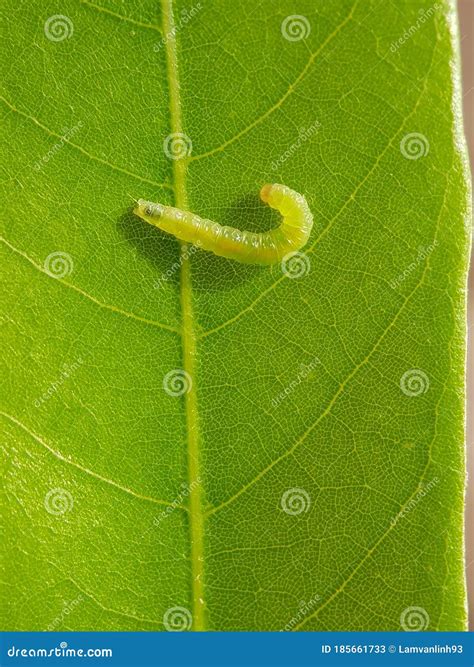 Larvae of Litchi Leaf Roller Damage on Young Longan Leaf in Viet Nam. Stock Image - Image of ...