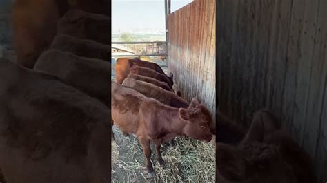 Red Heifers Enjoying Life In Israel Youtube