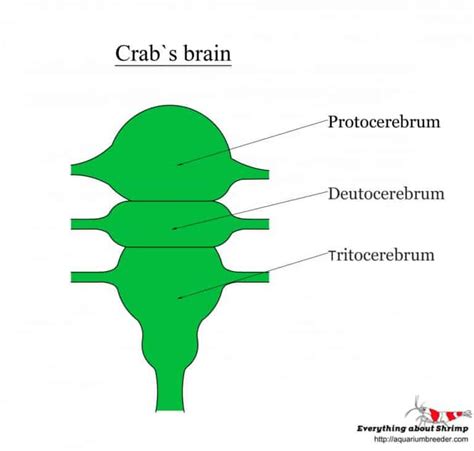 Crab Internal Anatomy Shrimp And Snail Breeder