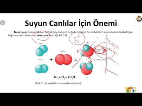 Canlılar için suyun önemi konu anlatımı Kralbiyolog TYT AYT YKS ÖSYM