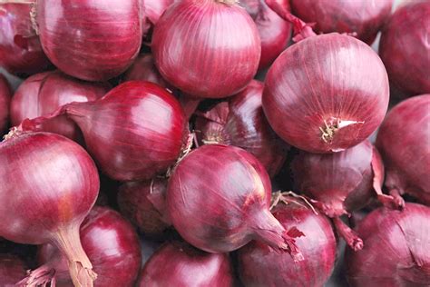 Fertilizaci N Del Cultivo De Cebolla Roja Molinos C A