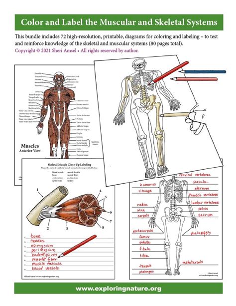 Color And Label The Muscular And Skeletal Systems Downloadable Only