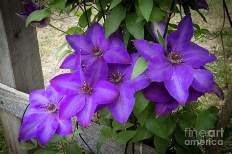 Climbing Purple Clematis Photograph By Robert Bales Fine Art America