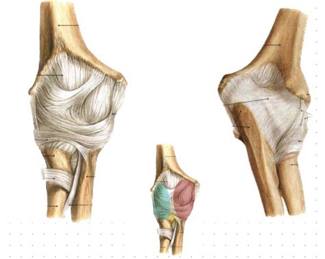 Articulatio Cubiti Diagram Quizlet