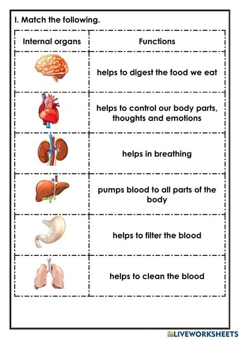 Human Body Interactive Exercise For 2 Live Worksheets Worksheets