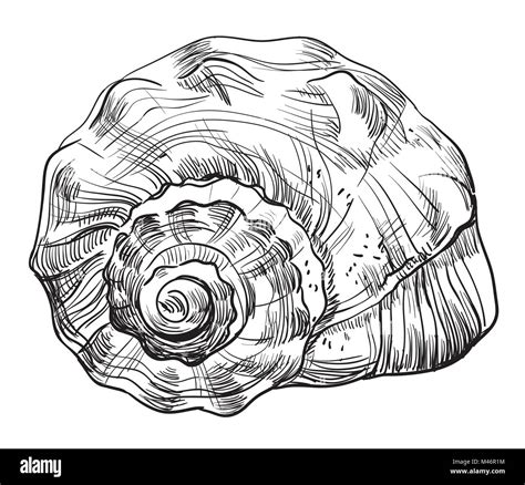 Conch Shell Drawing Hi Res Stock Photography And Images Alamy