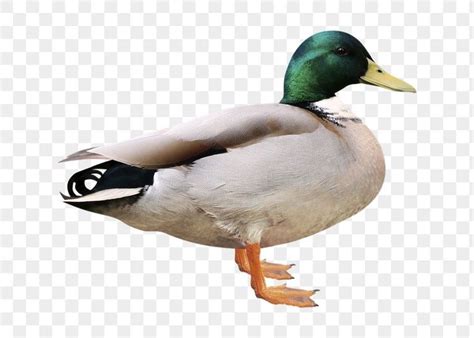 Mallards Clip Art Library