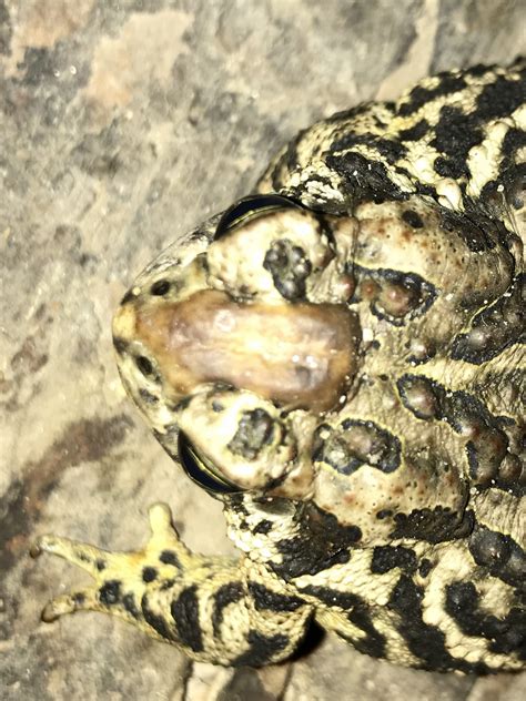 Canadian Toad Anaxyrus Hemiophrys North Dakota Herp Atlas