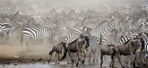 The Great Wildebeest Migration Map - Chalo Africa