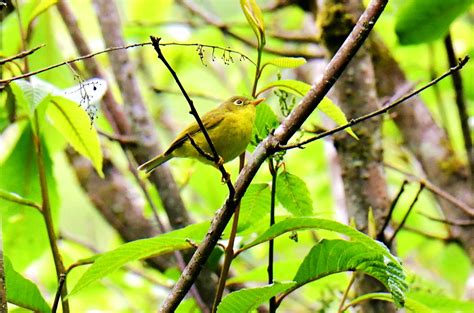 比氏鹟莺：四川唐家河国家级自然保护区 中国自然保护区生物标本资源共享平台