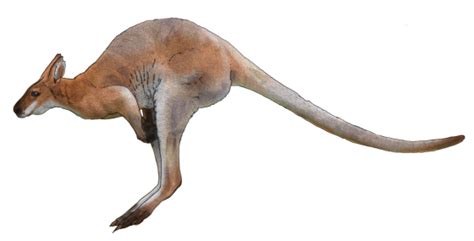 Kangaroo PNG Transparent Images