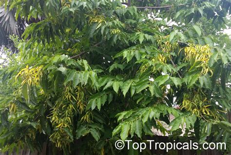 Cananga odorata, Unona odoratissima, Ylang Ylang, Perfume Tree, Chanel ...