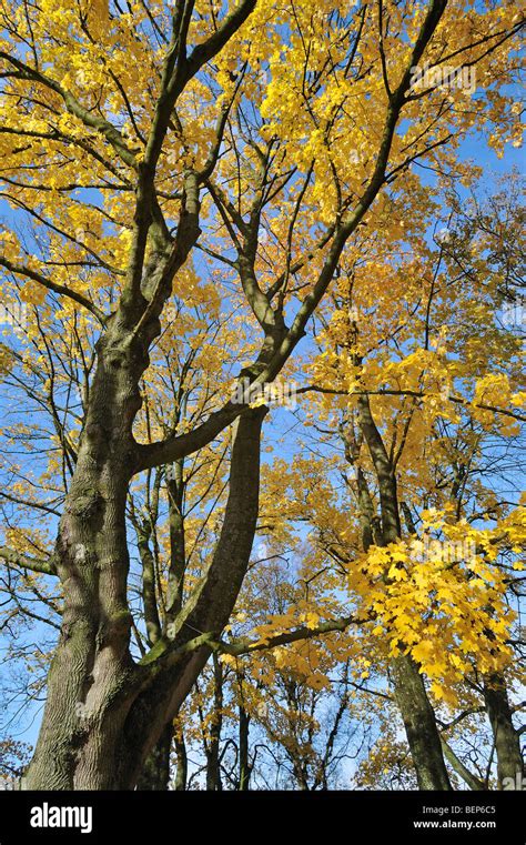 Maple Acer Platanoides Tree Yellow Fotos Und Bildmaterial In Hoher