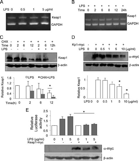 Lps Induces Keap Degradation A And B Raw Cells Were Treated With