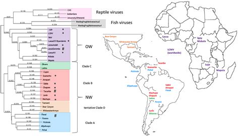 Frontiers Hemorrhagic Fever Causing Arenaviruses Lethal Pathogens