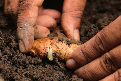 Kurkuma Anbauen So Gelingt S Im Garten Topf