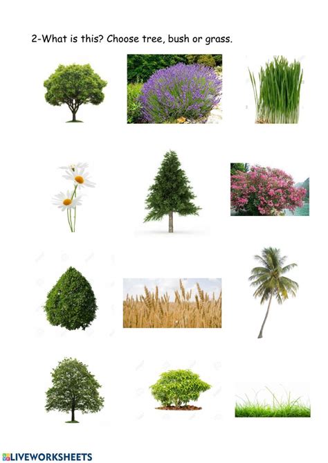 Types Of Plants Interactive Worksheet Plants Worksheets Types Of Plants Plants