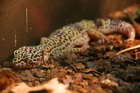 Leopard Gecko Sleeping