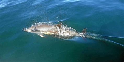 Le Parc Naturel Marin D Iroise Mairie Le Conquet 29