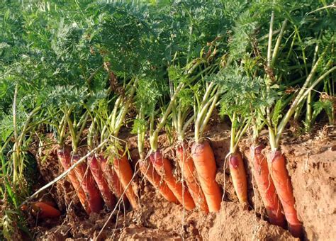 Cómo Plantar Zanahorias Facilmente Paso A Paso Aprende Aqui