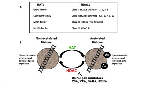 Epigenetic Regulation Of Gene Expression By HATs And HDACs A Isoforms