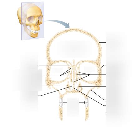 Major Cavities Of The Skull Frontal Section Diagram Quizlet