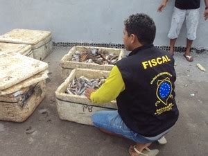 G Pol Cia Apreende Kg De Peixes Pescados Durante A Piracema