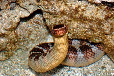 Snakes Of Taiwan Laticauda Semifasciata Black Banded Sea Krait