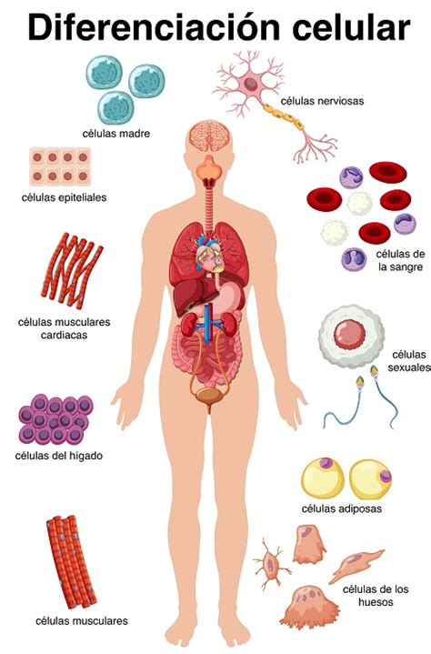 Tipos De C Lulas La Estructura De Los Seres Vivos