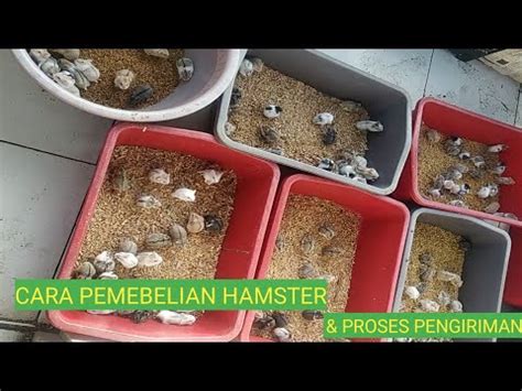 Yakin Gak Mau Ternak Hamster Ini Cara Pembelian Hamster Di Peternak