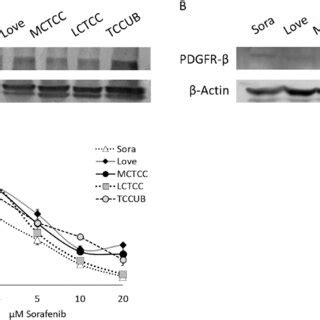 Vascular Endothelial Growth Factor Receptor 2 VEGFR 2 And Platelet