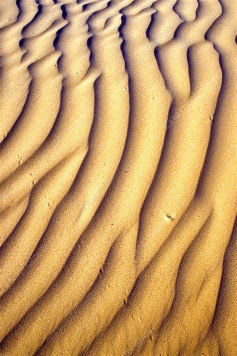 Sand Dunes And Animal Tracks Stock Image C0251314 Science Photo