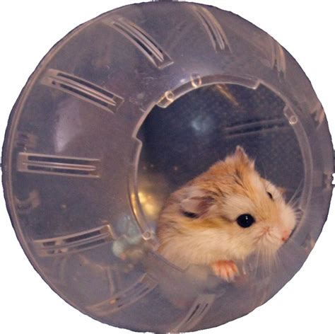 Neutron In Her Hamster Ball Hamster In A Ball No Background 900x894