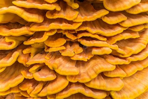 Sulphureus Giallo Enorme Di Laetiporus Del Fungo Di Sostegno Su Un