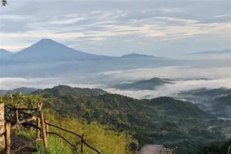 Petualangan Di Bukit Ngisis Dan Kebun Teh Nglinggo Lokasi Harga Tiket