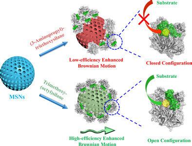 Enzyme conformation influences the performance of lipase‐powered nanomotors