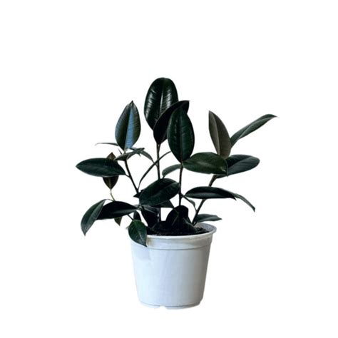 Ficus Elastica Burgundy Plantas Y Deco