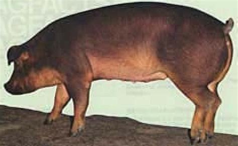 Duroc Pig Characteristics