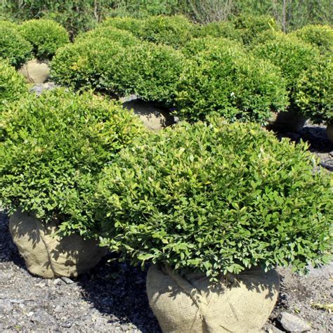 Buxus x ‘Green Velvet’ | Green Velvet Boxwood - Doty Nurseries