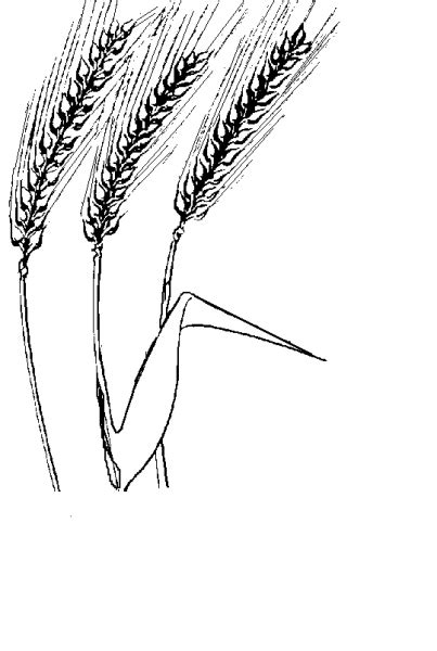 Disegno Frumento Da Colorare Grano Cereali Sketch Coloring Page