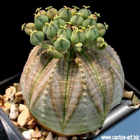 Euphorbia Obesa