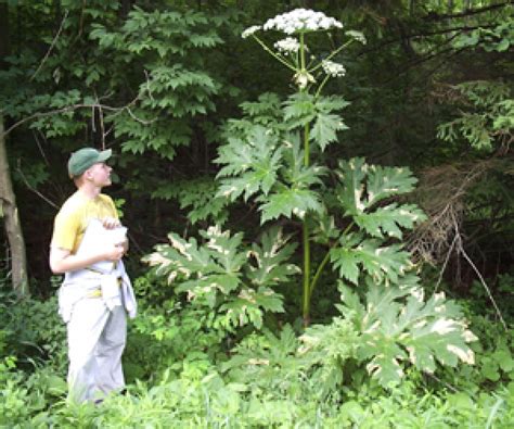 Giant Hogweed Plant May Cause Blindness, Severe Skin Irritation And ...