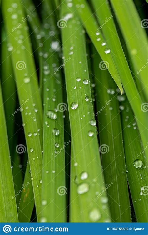 Hierba Con Las Gotas De Agua Hojas De Una Planta Con Las Gotas De Agua