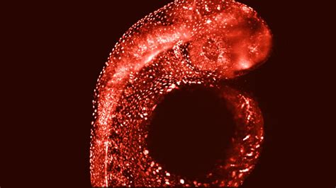 A New Bright Red Fluorescent Protein Developed