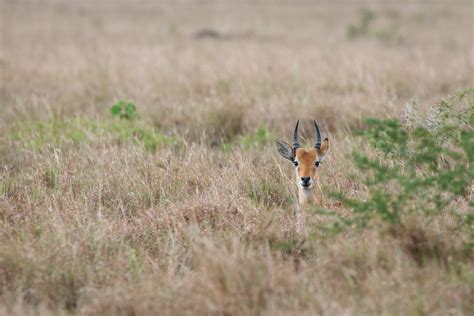 Ugandan Kob Sean Crane Photography