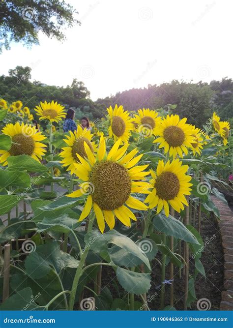 El Girasol Floreciente A Mediados Del Verano Foto De Archivo Imagen